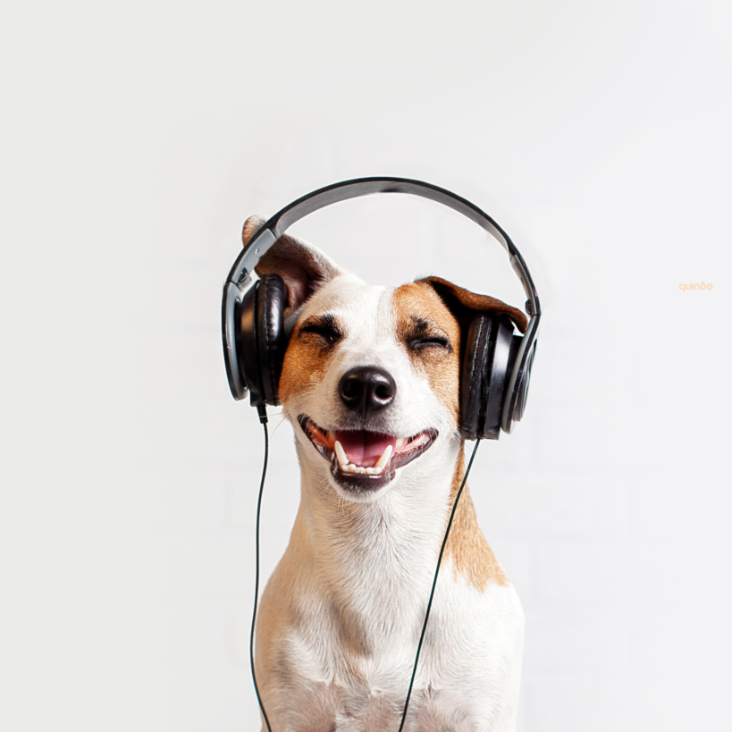 hond met koptelefoon